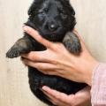 chiots-yanka-4eme-semaine-16-sur-21