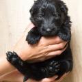 chiots-yanka-4eme-semaine-19-sur-21
