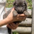 chiots-yanka-5eme-semaine-30