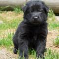 chiots-yanka-5eme-semaine-4
