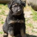 chiot-yanka-dans-sa-6eme-semaine-14-sur-31