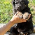 chiot-yanka-dans-sa-6eme-semaine-23-sur-31