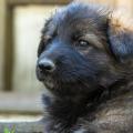 chiot-yanka-dans-sa-6eme-semaine-31-sur-31