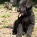 chiot-foudja-8eme-semaine-38