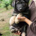 chiot-yanka-8eme-semaine-4-sur-12