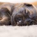 Chiots Yemen dans leur 2eme semaine-3