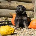 Chiots Yemen 5eme semaine-25