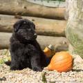 Chiots Yemen 5eme semaine-43