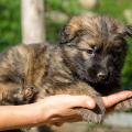 Chiots Yemen 5eme semaine-51