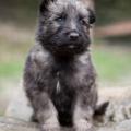 Chiots alys 15 sept-12