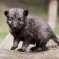 Chiots alys 15 sept-17