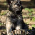 Chiots Alys-31
