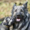 Chiots Alys-48