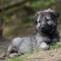 Chiots Alys-52