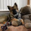 Lhassa 06 12 nounours 2