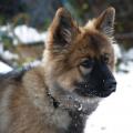 Lhassa neige 04