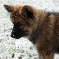 Lhassa neige 08