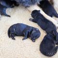 Chiots Galaxie 1 sem-13