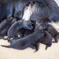 Chiots Galaxie 1 sem-2