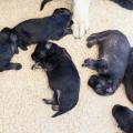 Chiots Galaxie 1 sem-6