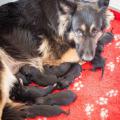 Chiots galaxy 1 jour-19