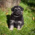 Chiots Galaxy 5sem-17
