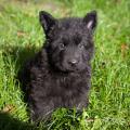 Chiots Galaxy 5sem-2