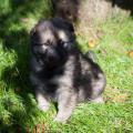 Chiots Galaxy 5sem-24