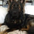 Lenco