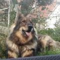 Larko