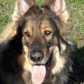 Larko
