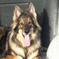 Larko