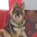Larko