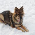 larko1