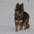 larko4
