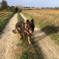 lenco