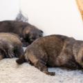 Chiots Hylie-12