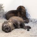 Chiots Hylie-13