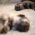 Chiots Hylie-14