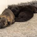 Chiots Hylie-15