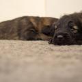 Chiots Hylie-16