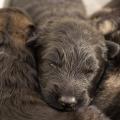 Chiots Hylie-17
