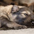 Chiots Hylie-3