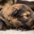 Chiots Hylie-4