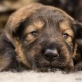 Chiots Hylie-5