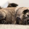Chiots Hylie-6