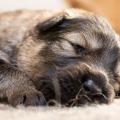 Chiots Hylie-8
