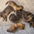Chiots males Hylie-19