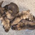 Femelles chiots Hylie-20