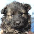 PEPITO